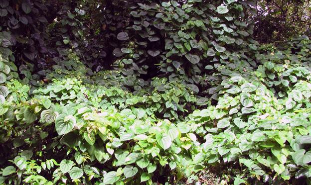 Dioscorea: tipy pro pěstování a množení