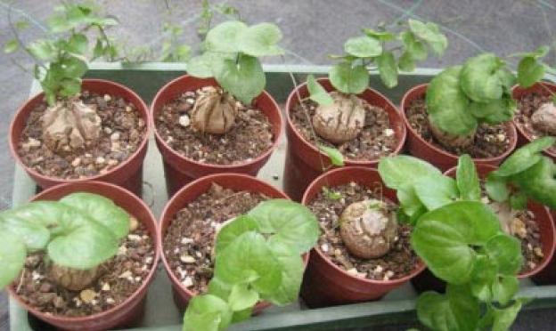 Dioscorea: เคล็ดลับในการเติบโตและการขยายพันธุ์